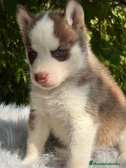 Husky Siberiano Cachorro 1