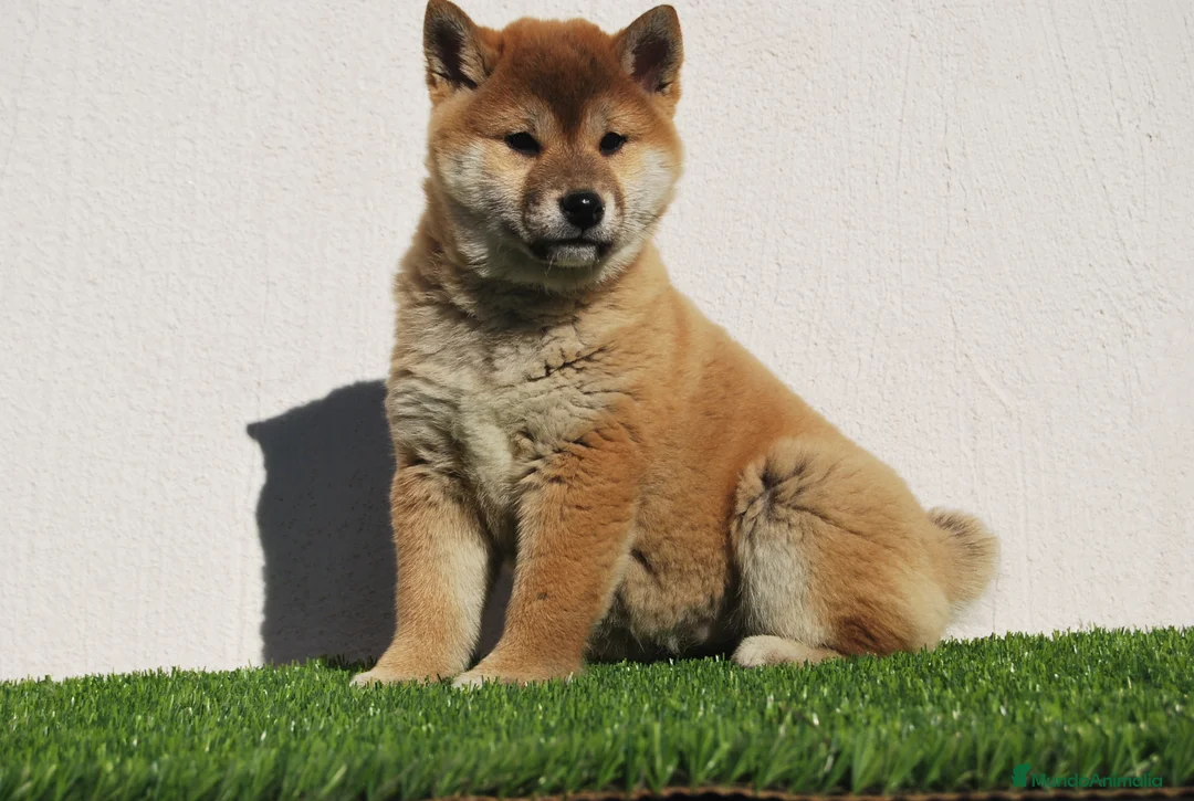 Shiba Inu perros en venta: SHIBA INU, CACHORROS DE CRIADERO PROFESIONAL en Madrid - Anuncio 3