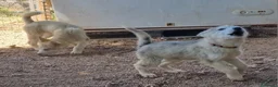 Alaskan Malamute perros en venta: Alaskan Malamute hembras - Anuncio 11