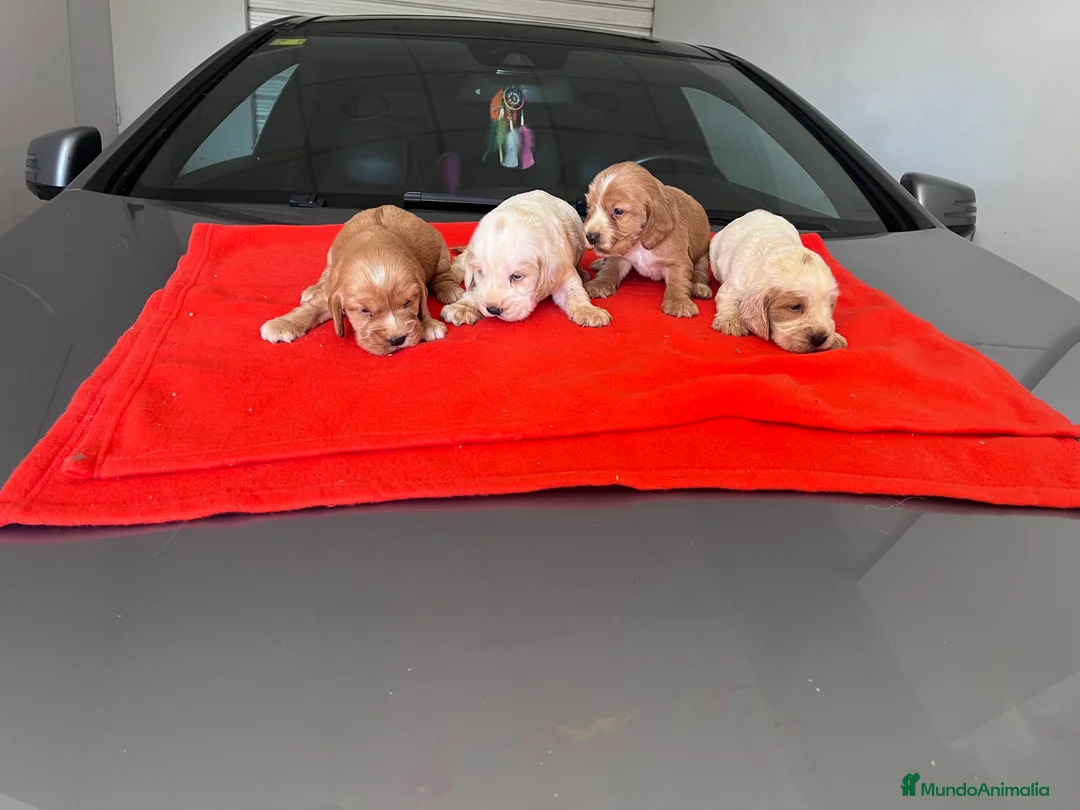 Cocker Spaniel Inglés perros en venta: PRECIOSA CAMADA DE COCKER  - Anuncio 2