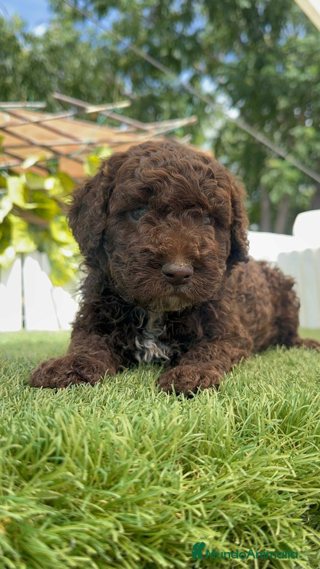 Perro de Agua Español perros en venta: PERRO DE AGUA ESPAÑOL - Imagen 32