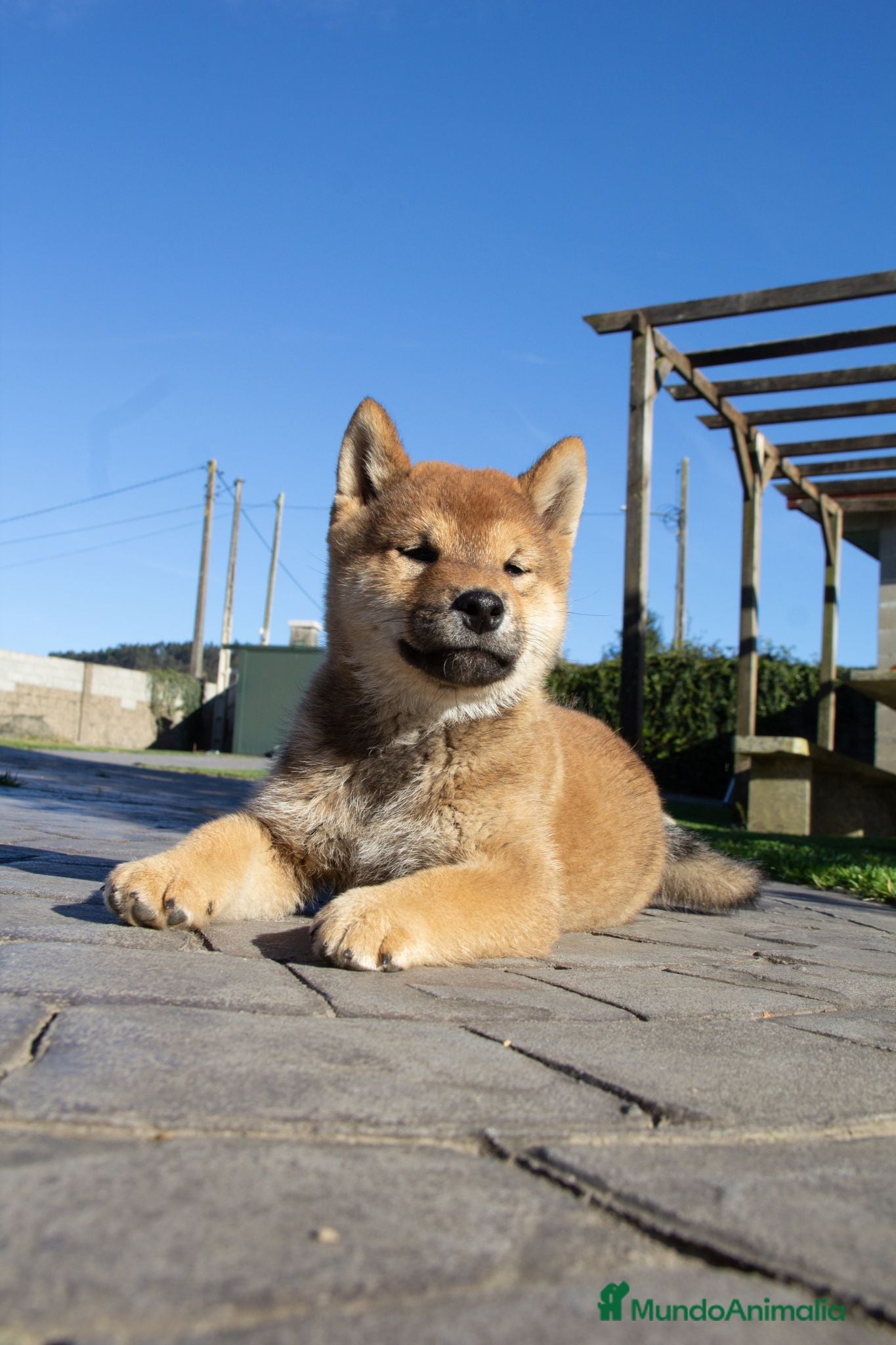 Shiba Inu perros SHIBA INU PONTEVEDRA - Anuncio 1