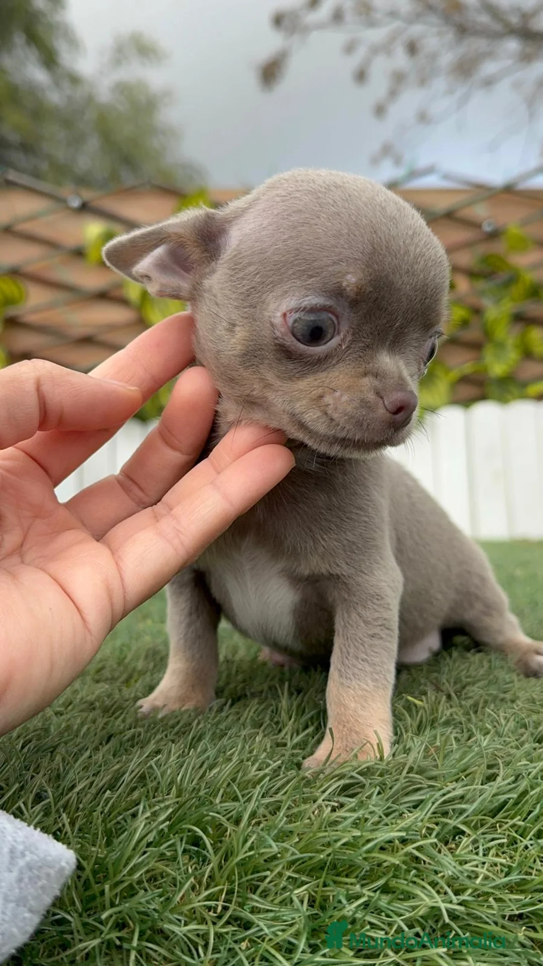 Chihuahua perros en venta: CHIHUAHUA MACHO - Anuncio 7