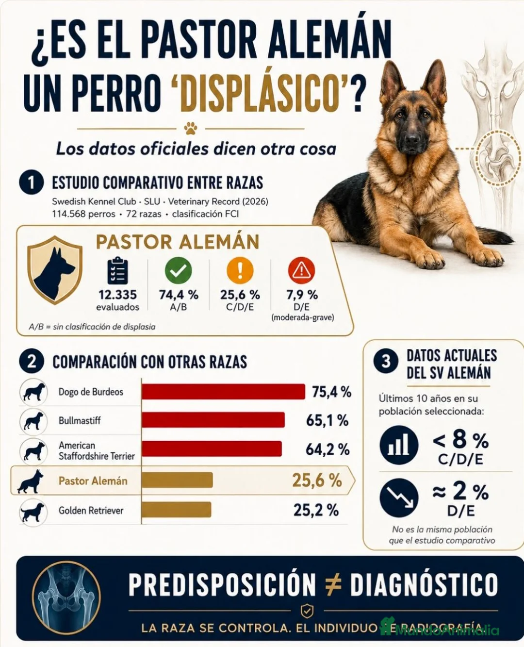 Pastor Alemán perros en venta: Pastor Alemán familia - Anuncio 2