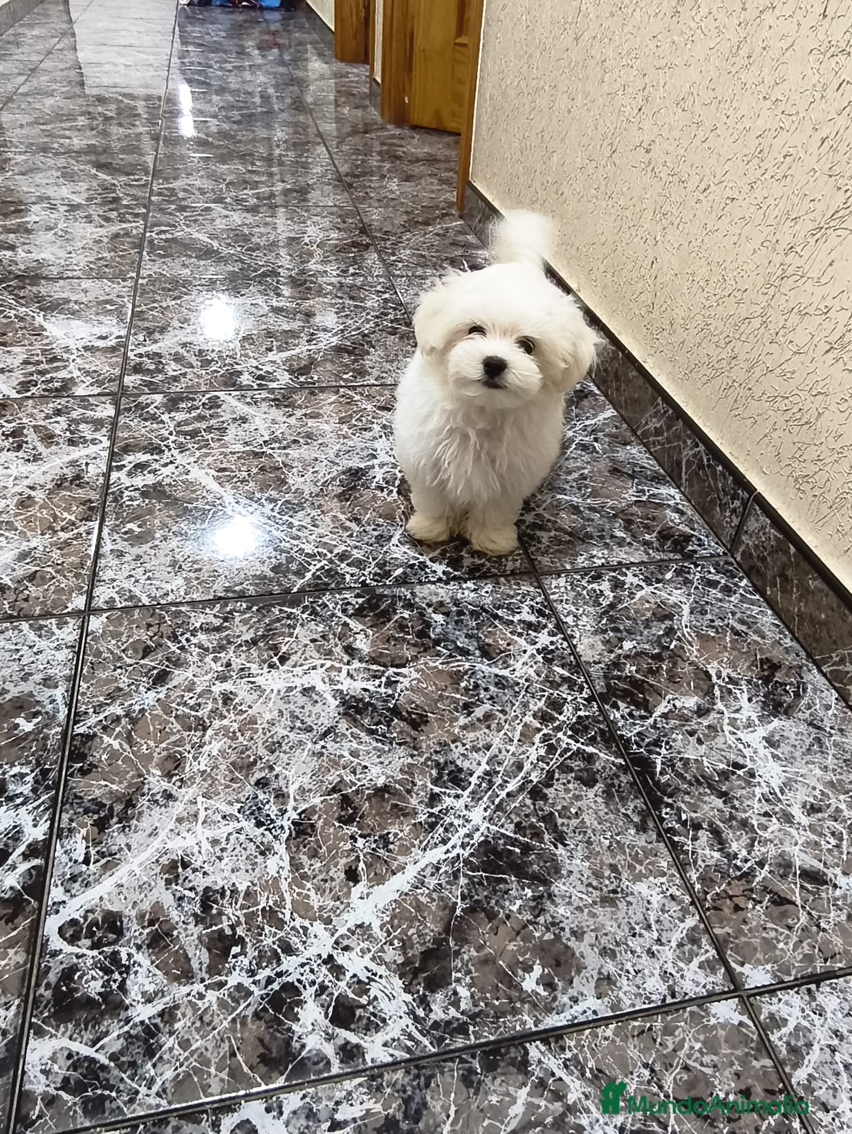 Bichón Maltés perros Bichón maltes  - Anuncio 2