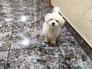 Bichón Maltés perros Bichón maltes - Anuncio 2