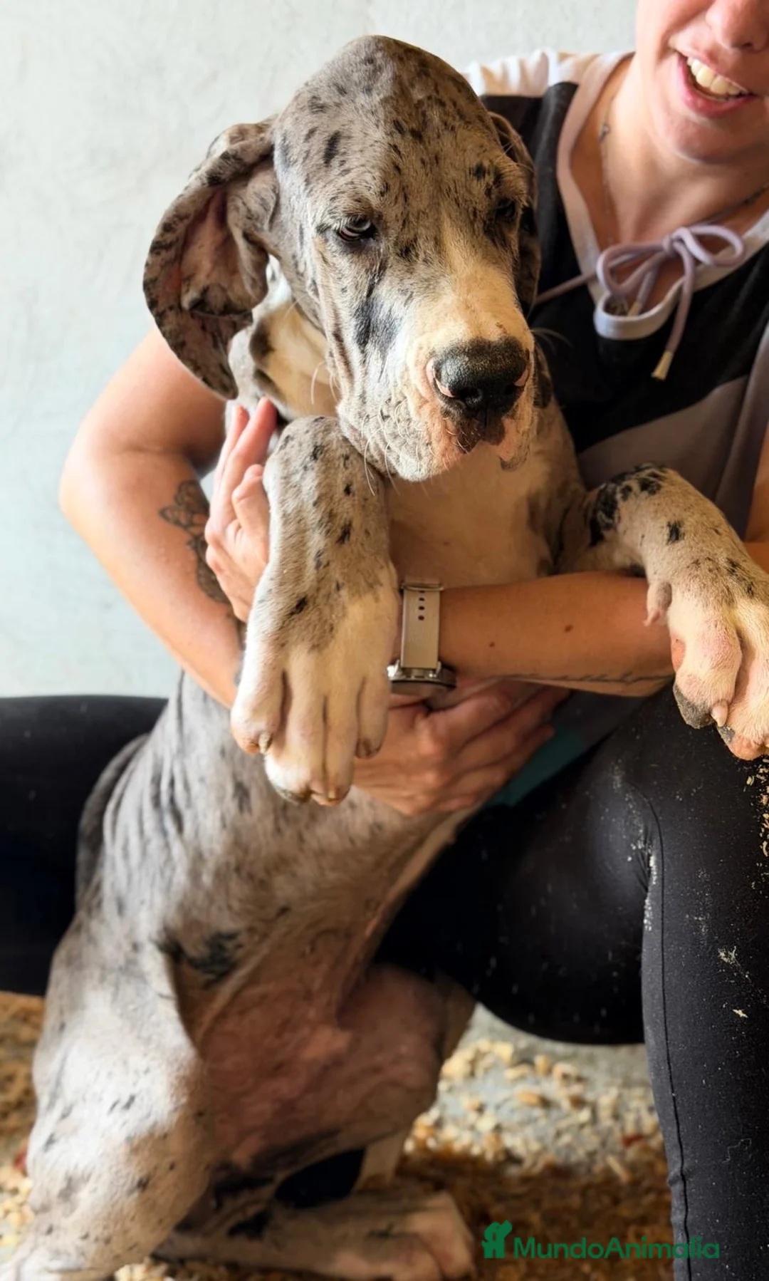 Dogo Alemán perros en venta: Cachorros Garn Danés  - Anuncio 4