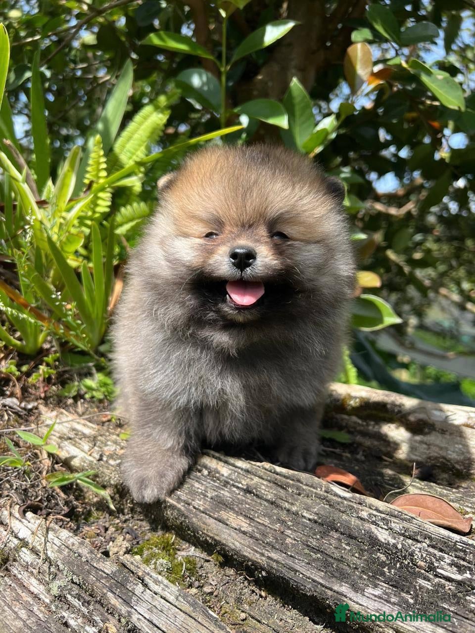 Pomerania perros POMERANIAS DISPONIBLES  - Anuncio 2