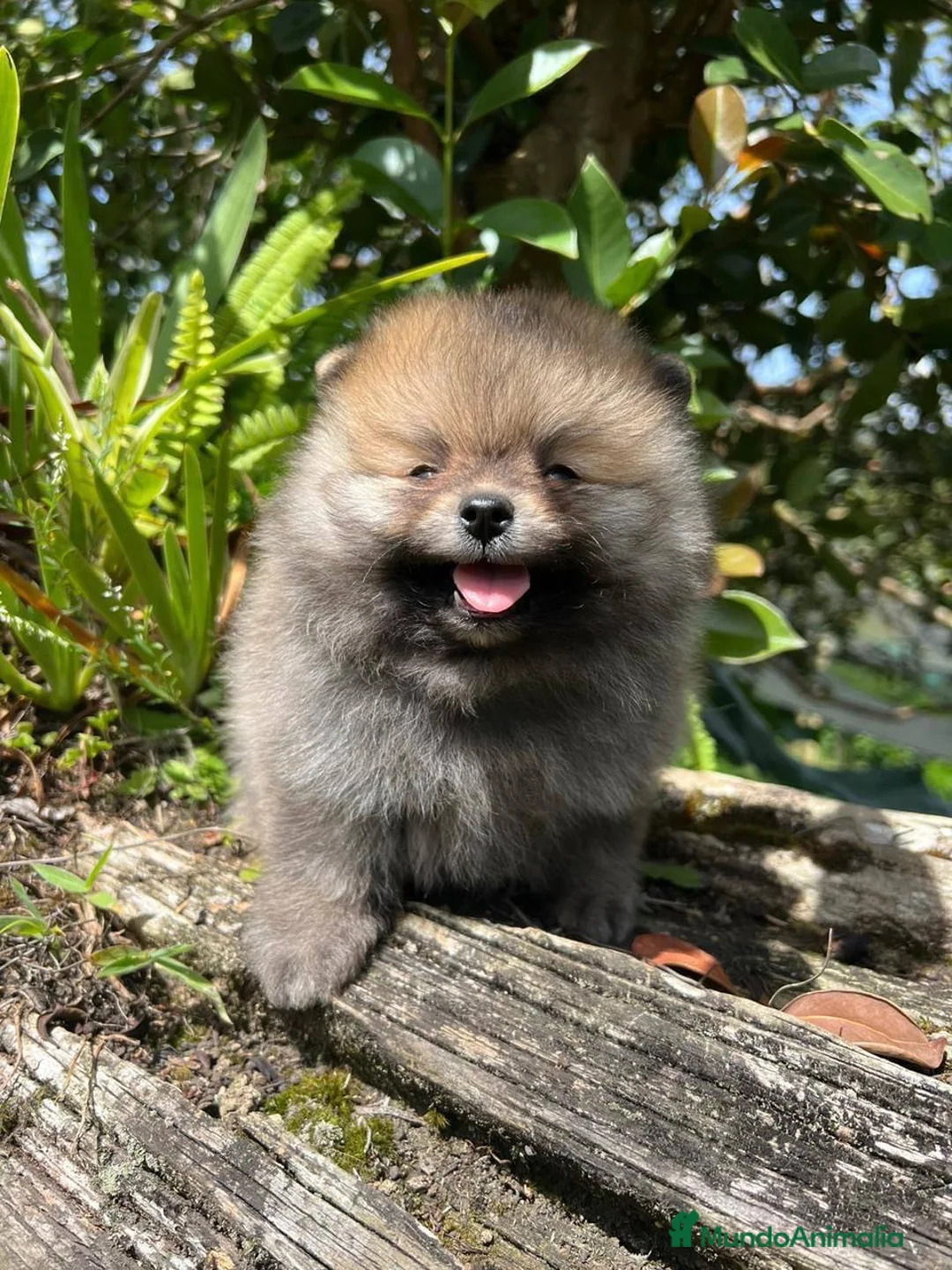 Pomerania perros en venta: POMERANIAS DISPONIBLES  - Anuncio 2