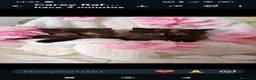 Himalayo gatos en venta: Imponible gatito perse malayo - Anuncio 6