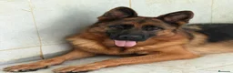 Pastor Alemán perros en venta: Cachorros pastor alemán Pedigree excelente  - Anuncio 14