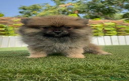 Pomerania perros en venta: POMERANIA MACHO 2 - Imagen 9