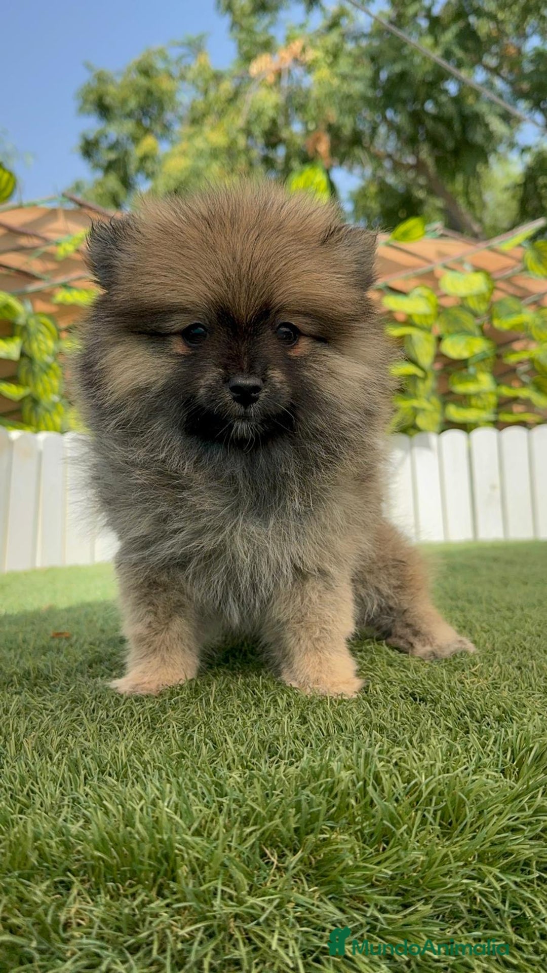 Pomerania perros en venta: POMERANIA MACHO 2 - Imagen 9