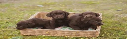 Labrador Retriever perros en venta: Cachorros de Labrador chocolate  - Anuncio 5