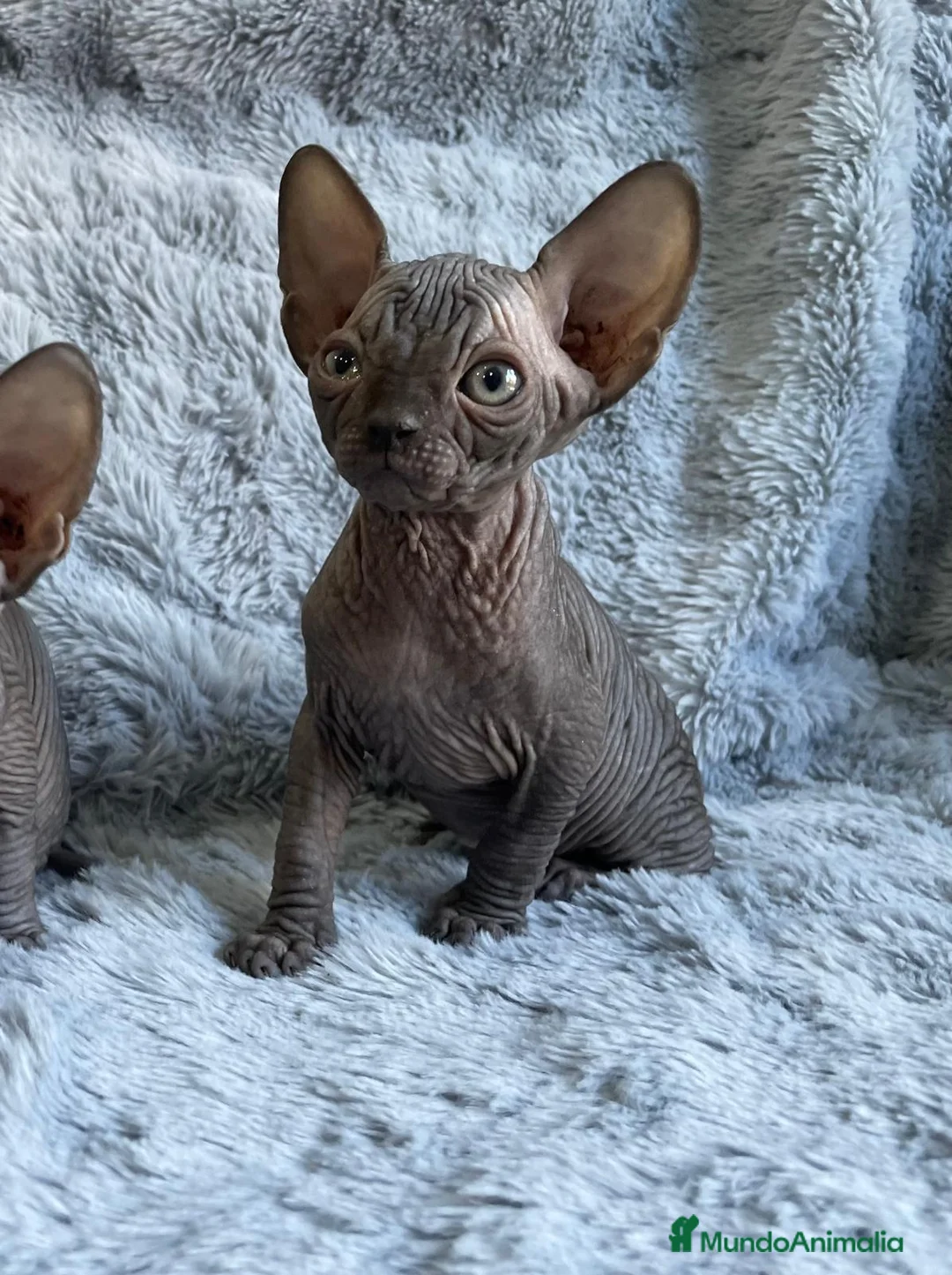 Sphynx gatos en venta: gatitos sphynx - Anuncio 6