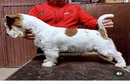 Jack Russell Terrier perros en venta: Cachorros de Jack Russell - Imagen 3