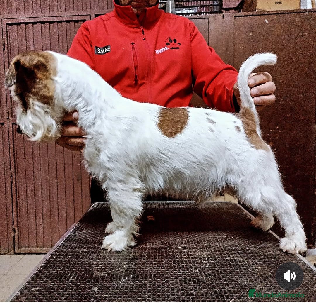 Jack Russell Terrier perros en venta: Cachorros de Jack Russell - Imagen 3