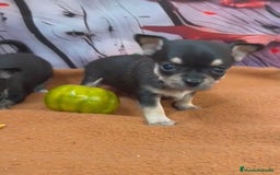 Chihuahua perros en venta: Chihuahuas muy chiquitos!!! - Imagen 1
