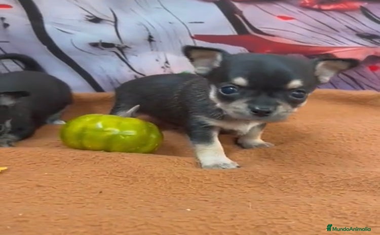 Chihuahua perros - Anuncio 1
