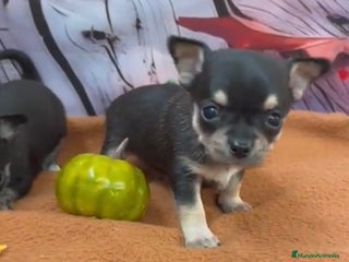 Chihuahua perros - Anuncio 1