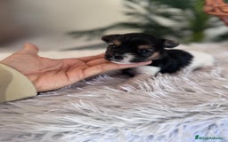 Yorkshire Terrier perros en venta: YORKSHIRE BIEWER HEMBRA - Anuncio 1