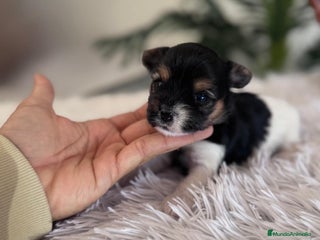 Yorkshire Terrier perros YORKSHIRE BIEWER HEMBRA - Anuncio 1