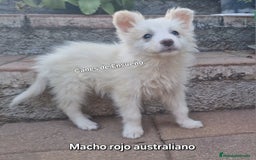 Border Collie perros en venta: Border collie - Imagen 4