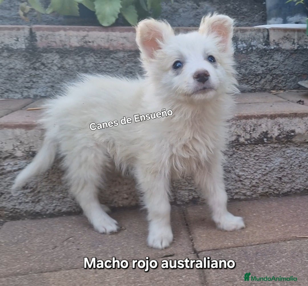 Border Collie perros en venta: Border collie - Imagen 4
