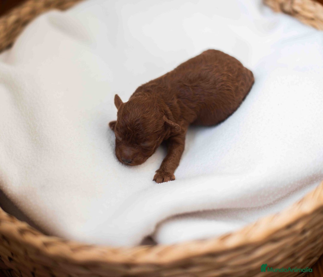 Caniche Toy perros en venta: Caniche toy rojo intenso - Anuncio 3