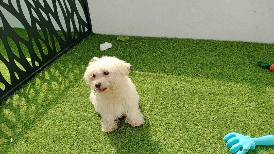 Bichón Maltés perros en venta: Bichón maltes - Imagen 1