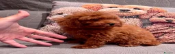 Caniche Toy perros en venta: Caniche Toy rojo  - Anuncio 4