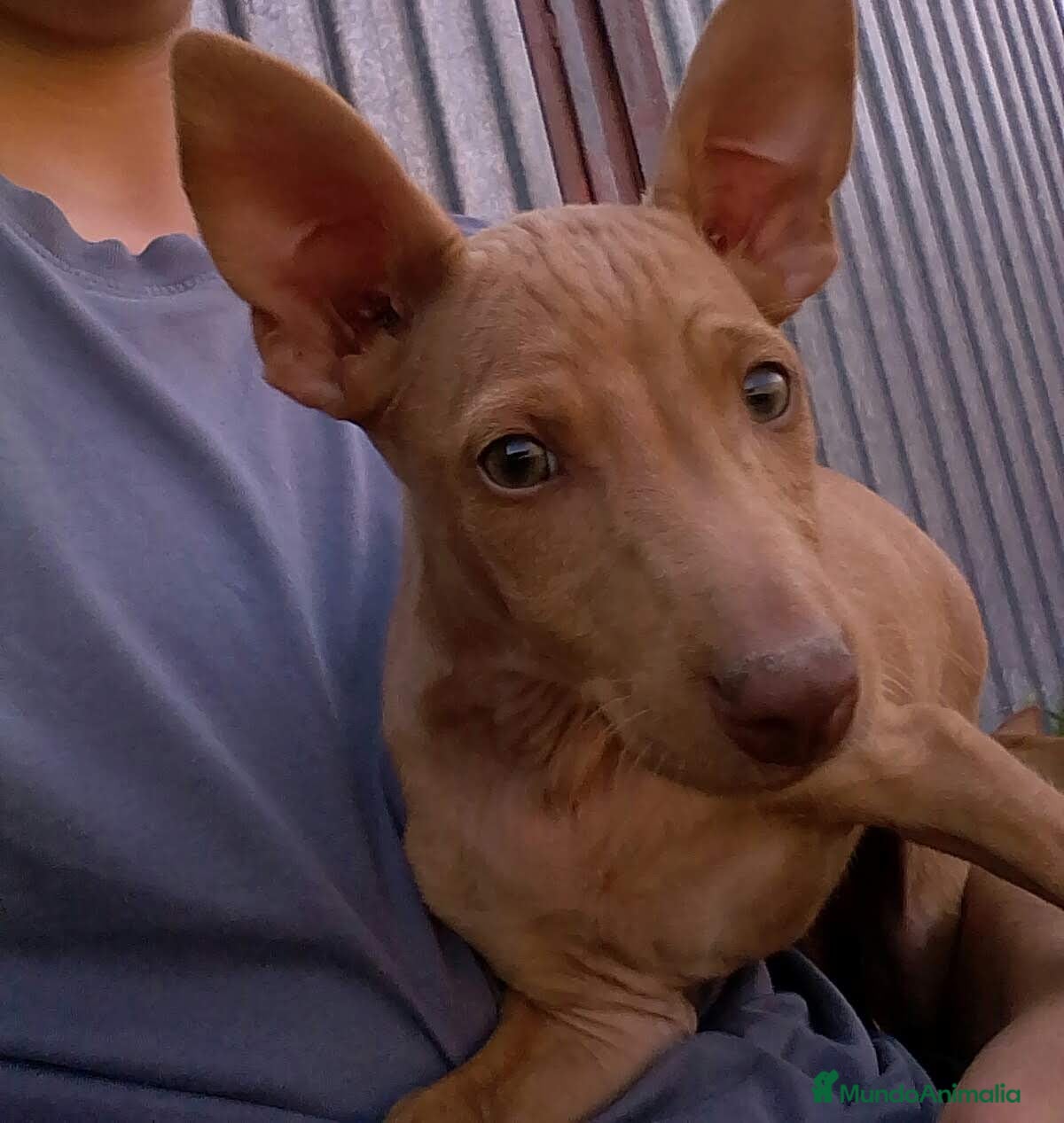 Podenco Andaluz perros Podenco andaluz - Anuncio 2