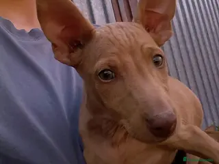 Podenco Andaluz perros Podenco andaluz - Anuncio 2