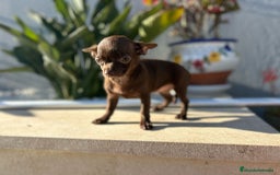 Chihuahua perros en venta: Chihuahua mini - Imagen 2