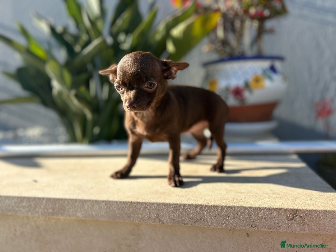 Chihuahua perros en venta: Chihuahua mini - Imagen 2