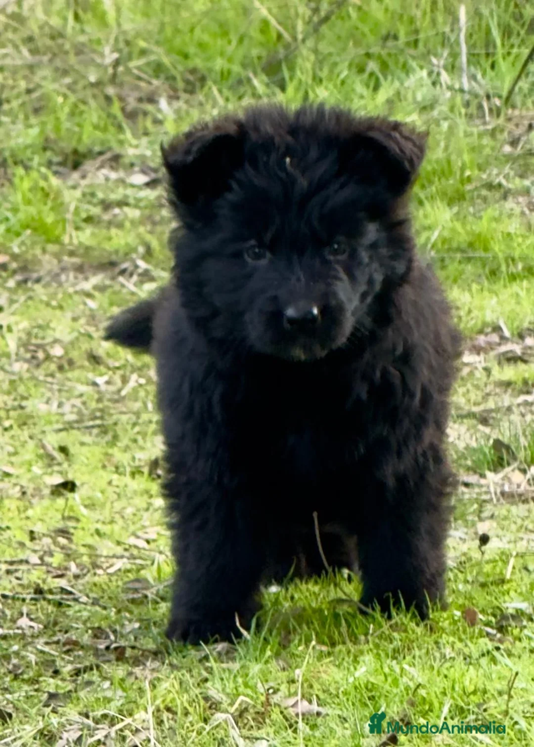 Pastor Alemán perros en venta: Pastores alemanes belleza , 100% líneas alemanas - Anuncio 13