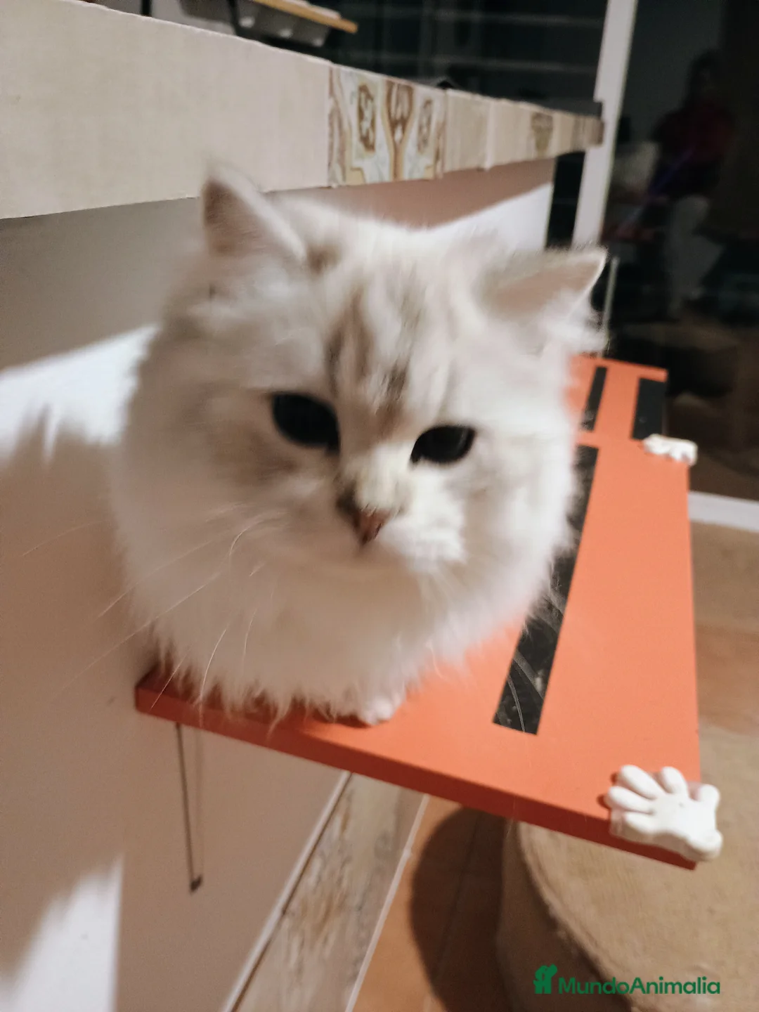 Imagen de galería {{count}}