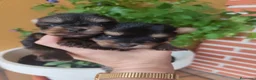 Yorkshire Terrier perros en venta: Preciosos yorkshire  en Salamanca - Anuncio 2
