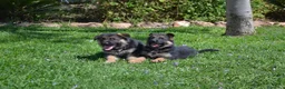 Pastor Alemán perros en venta: PASTOR ALENÁN - Anuncio 1
