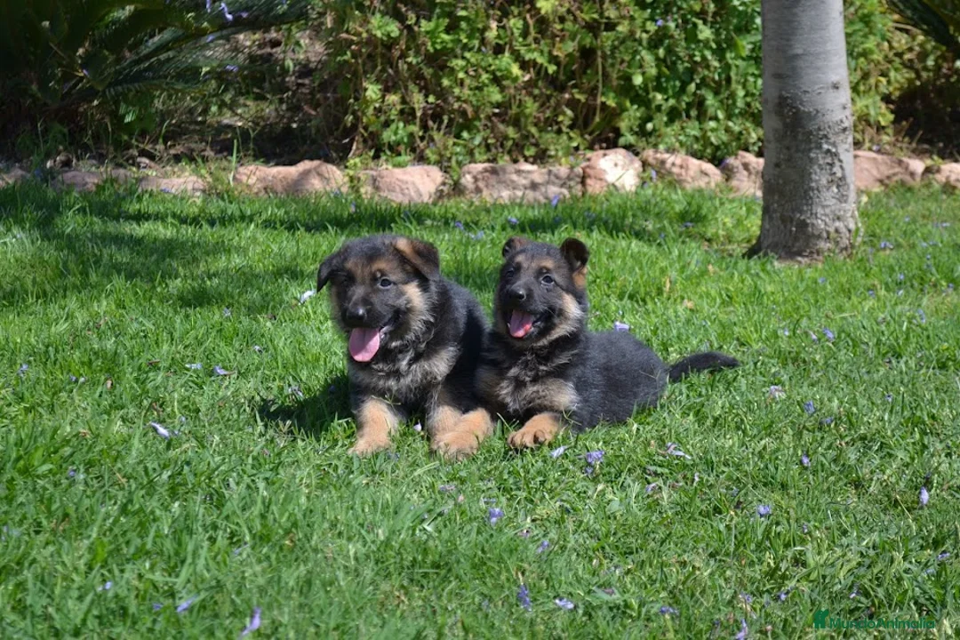 Pastor Alemán perros en venta: PASTOR ALENÁN - Anuncio 1