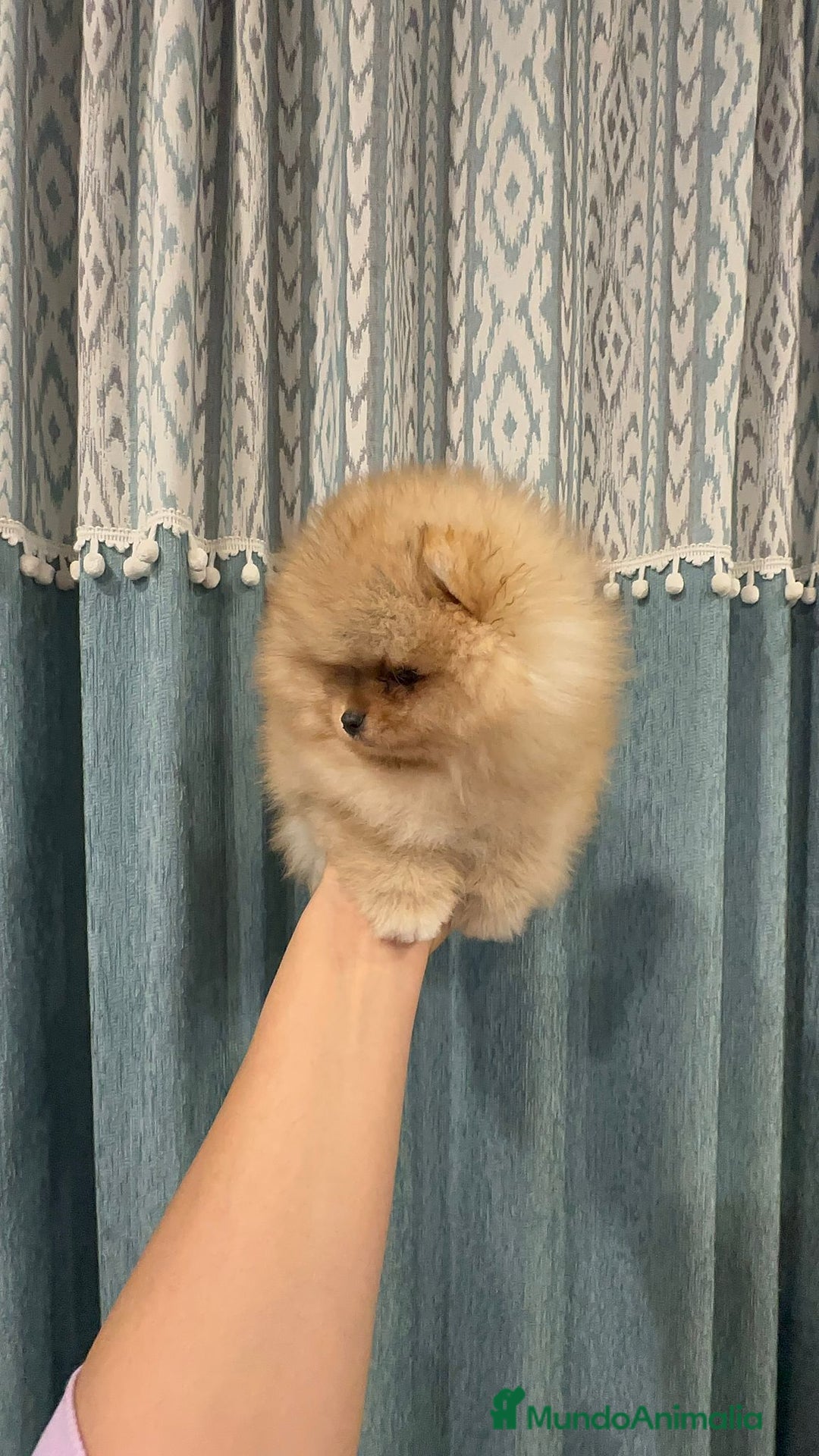 Pomerania perros en venta: Pomeranias súper mono y chatos - Anuncio 6