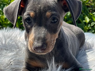 Pinscher Miniatura perros Mini pincher - Anuncio 31