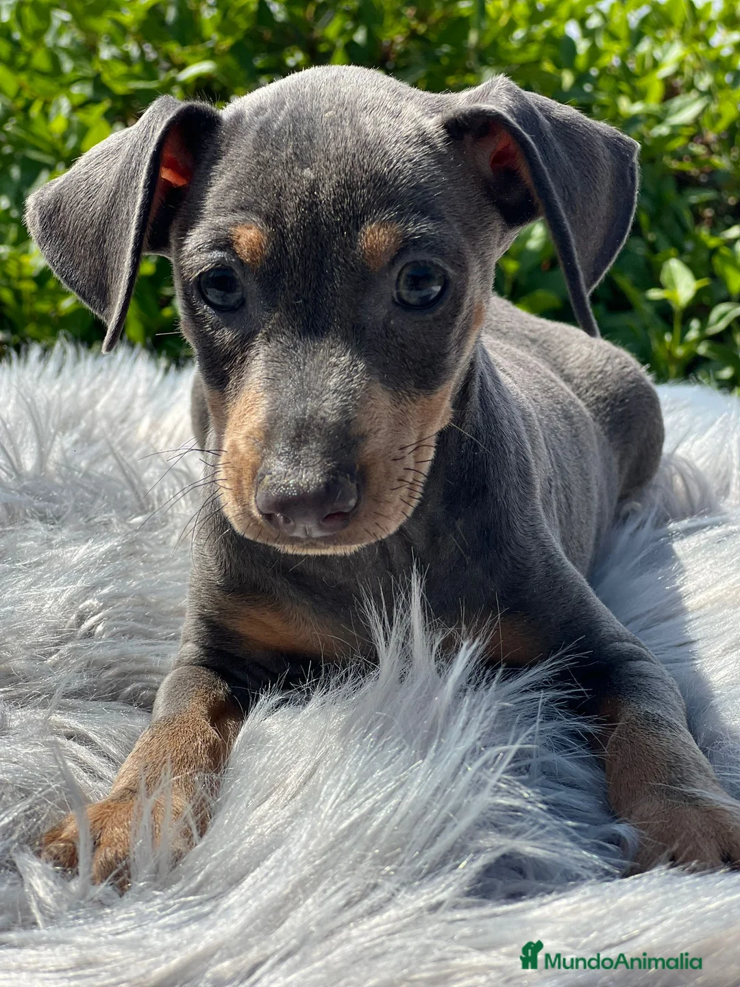 Pinscher Miniatura perros en venta: Mini pincher  - Anuncio 1
