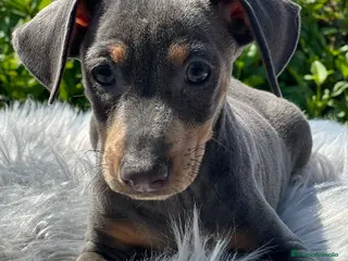 Pinscher Miniatura perros Mini pincher - Anuncio 8