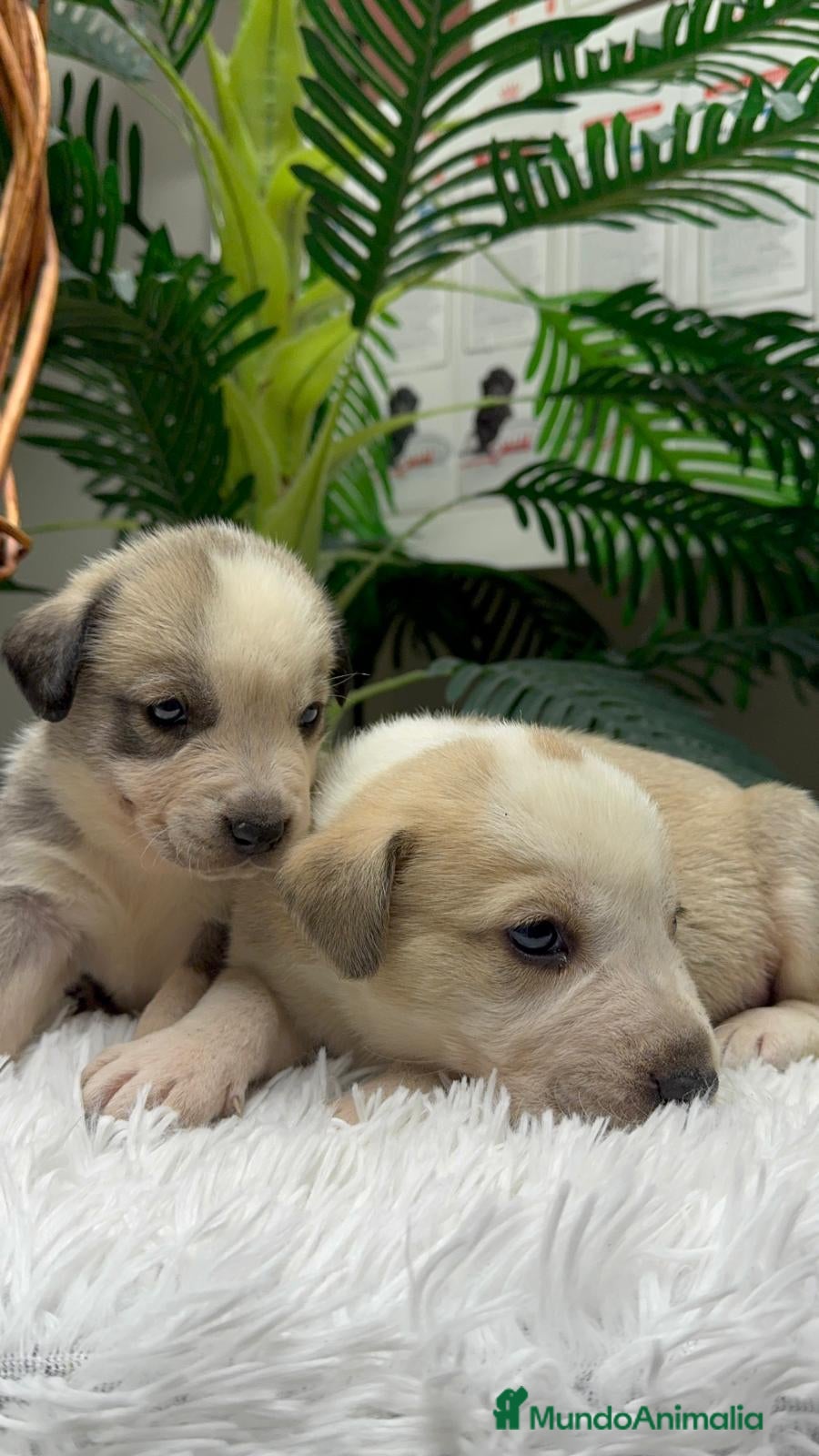 Mastín Español perros MASTIN ESPAÑOL - Anuncio 2