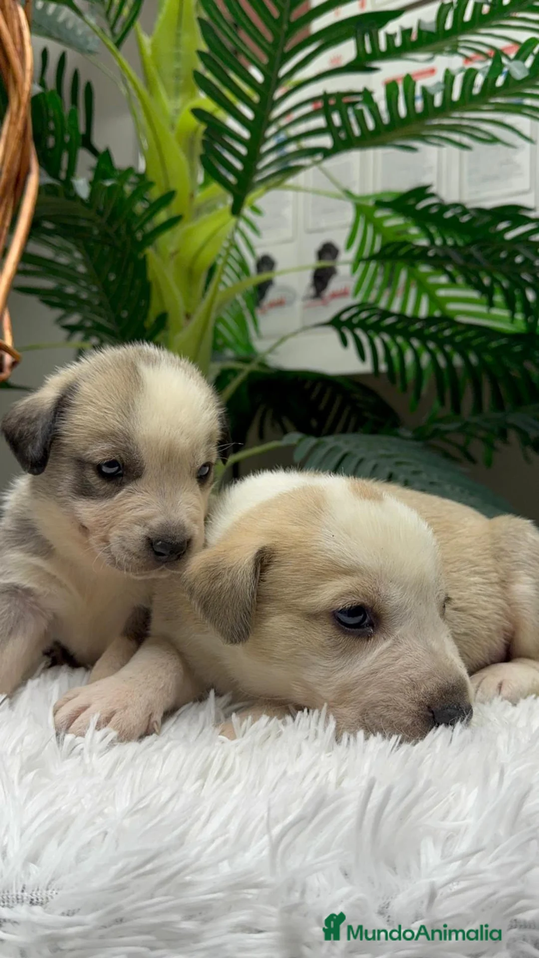 Mastín Español perros en venta: MASTIN ESPAÑOL - Anuncio 2