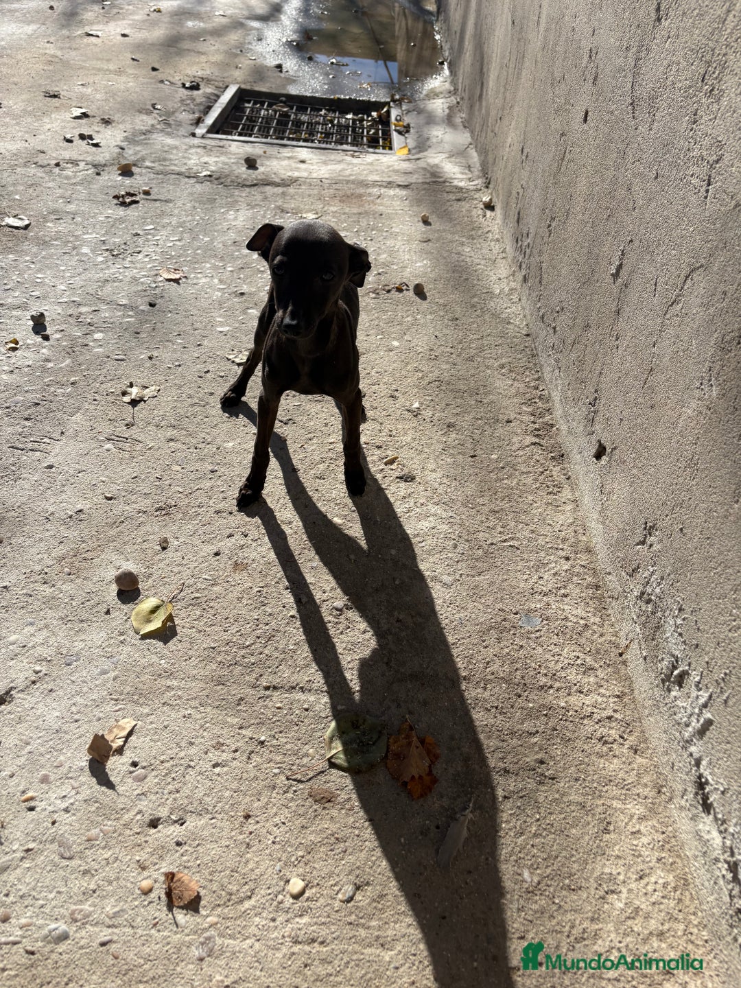 Pequeño Lebrel Italiano perros en venta: Hembra Piccolo lebrel italiano galgo  - Anuncio 2