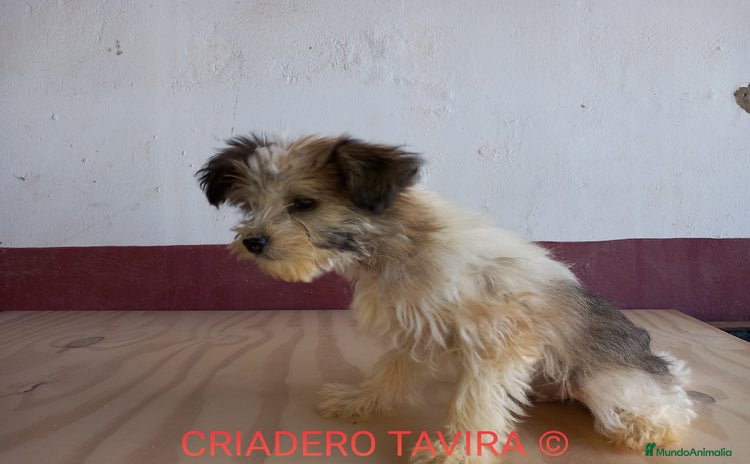 Otras razas perros - Anuncio 5