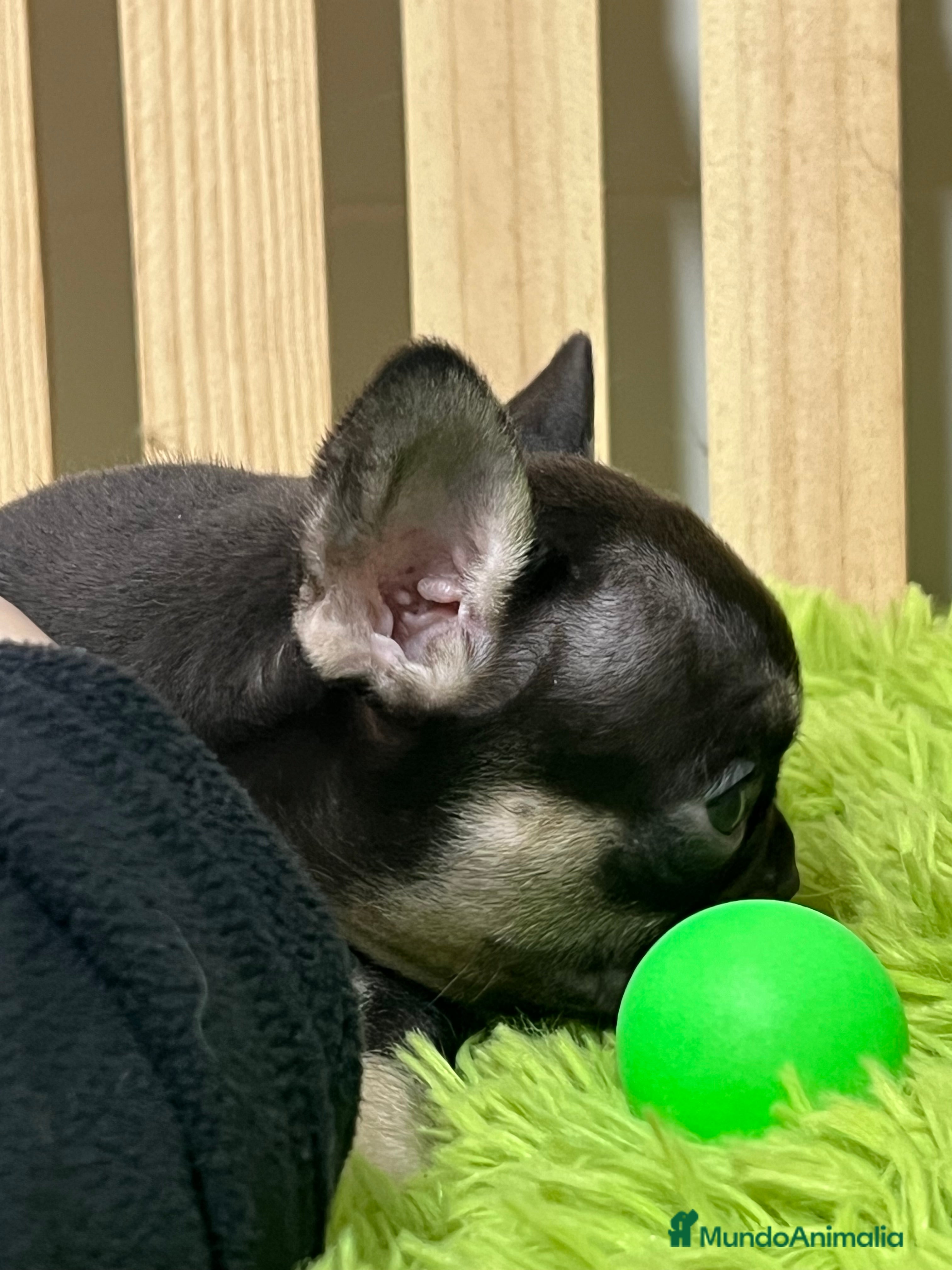 Bulldog Francés perros Bulldog francés exotic - Anuncio 2