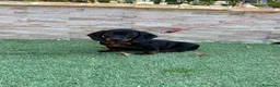 Teckel perros en venta: Cachorro teckel  - Anuncio 3